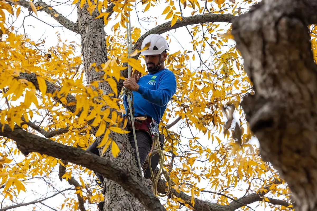 Skilled Tree Planting crew working in Weston